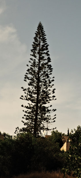 数千根针图片下载