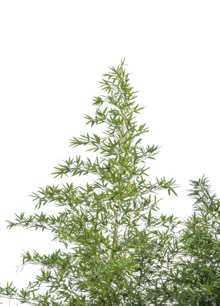 竹叶与剪辑路径孤立在白色图片下载