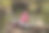 希腊克里特岛，女孩坐在河边被棕榈枝围起来的树上，看着手机图片下载