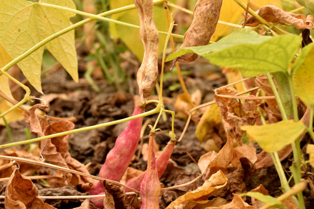 豆丛树枝上的豆荚。图片下载