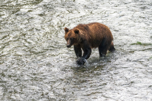 灰熊在钓鲑鱼图片下载