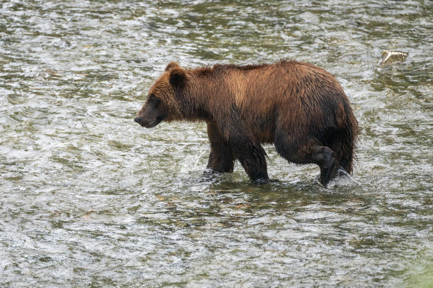 灰熊在钓鲑鱼图片下载
