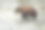 灰熊在钓鲑鱼图片下载