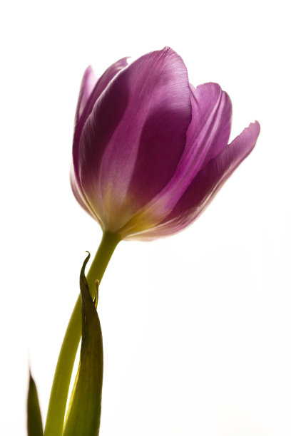 白色背景上的郁金香图片下载