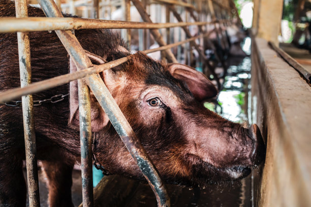 猪舍里的黑猪特写，猪场里整洁的室内猪场图片下载