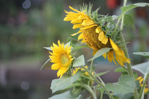 向日葵图片下载