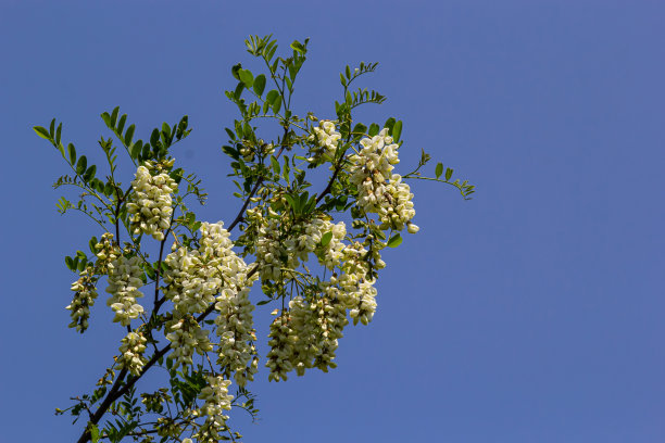 茂盛开花的刺槐枝有刺槐、假刺槐、刺槐等。花蜜的来源，温柔而芬芳的蜂蜜。槐树花-刺槐图片下载