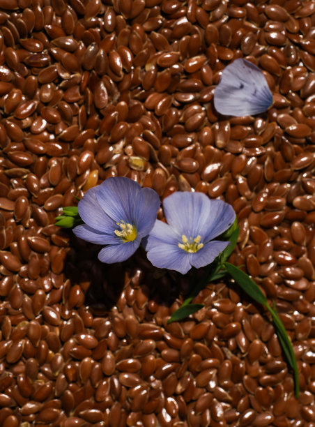 亚麻籽背景下的蓝色亚麻花。有用的本地超级食物-亚麻籽图片下载