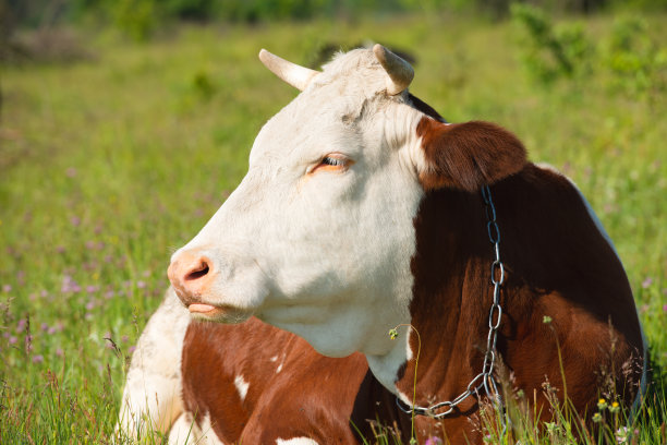 一只白棕色的奶牛躺在绿草地上的特写。看了看旁边。图片下载