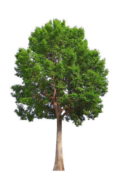 在白色背景上孤立的树图片下载