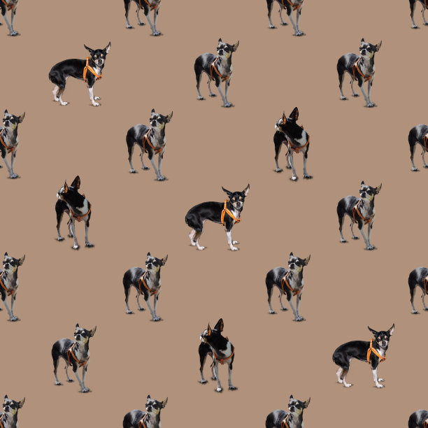 有趣的吉娃娃在米色背景上的橙色衣领，无缝图案图片下载