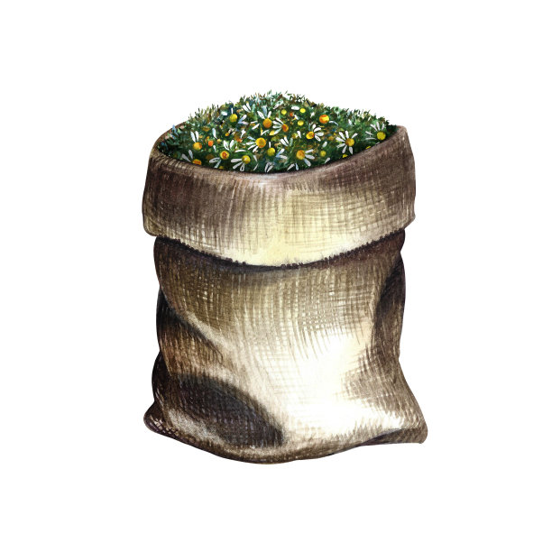 甘菊，草药，干燥，压碎在亚麻袋里。水彩手绘插图。隔离在白色背景上。用于横幅，传单，海报，产品包装和标签。图片下载