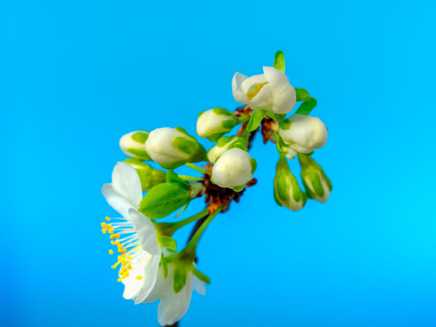 蓝天下盛开的梅花，李属白色小花图片下载