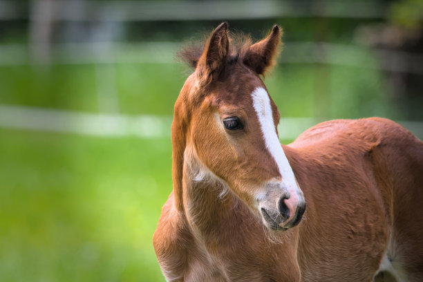 这是一匹漂亮的栗色小马驹和它的妈妈在草地上玩耍的照片图片下载