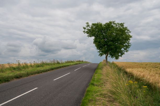 风景秀丽的高速公路两旁绿树成荫，前景是一片郁郁葱葱的绿草地图片下载
