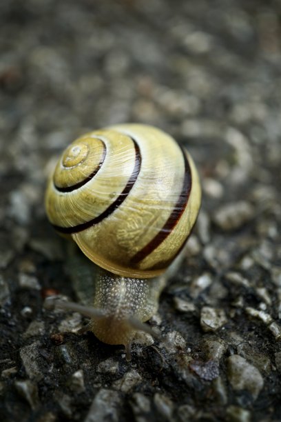 vindobonensis Caucasotachea vindobonensis是一种大型呼吸空气的陆地蜗牛，是螺蛳科陆生肺腹足类动物。图片下载