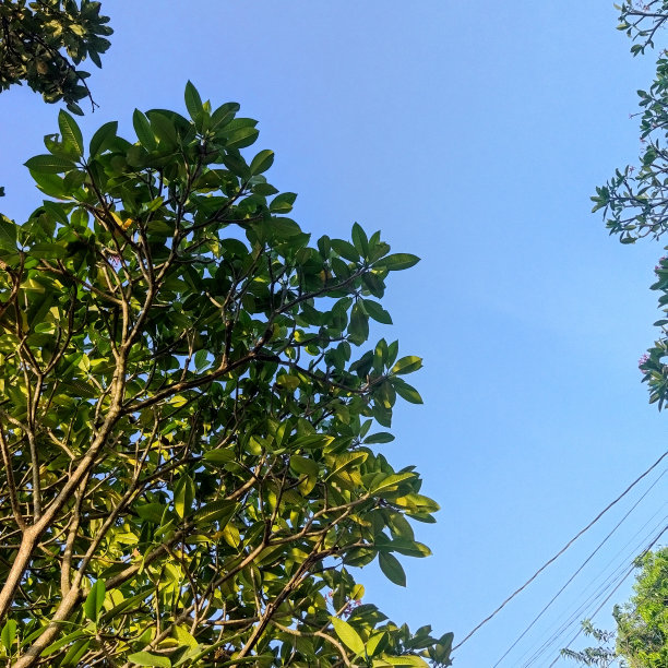 Frangipani树衬着蓝天图片下载