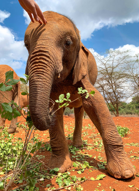 大象用鼻子握住树枝的特写。在肯尼亚国家公园里，一名男子抚摸着一头小象。非洲野生动物在植物和多云天空的背景下进食。图片下载