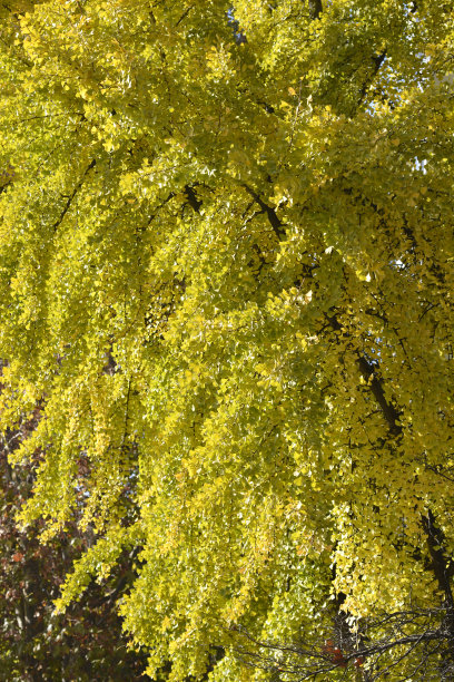 银杏树图片下载