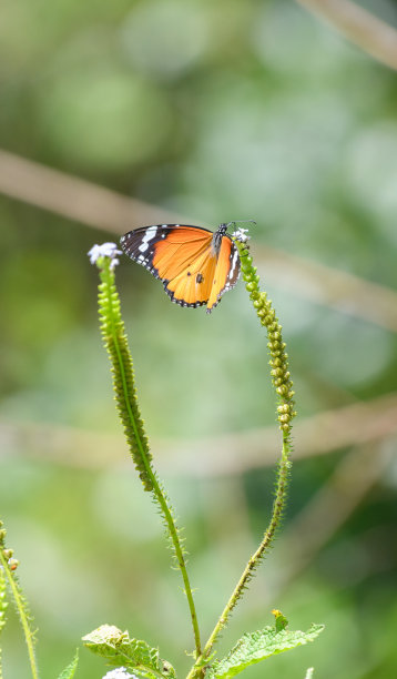 美丽的橙色和黑色翅膀的非洲君主蝴蝶喝花蜜从小花的特写照片。图片下载