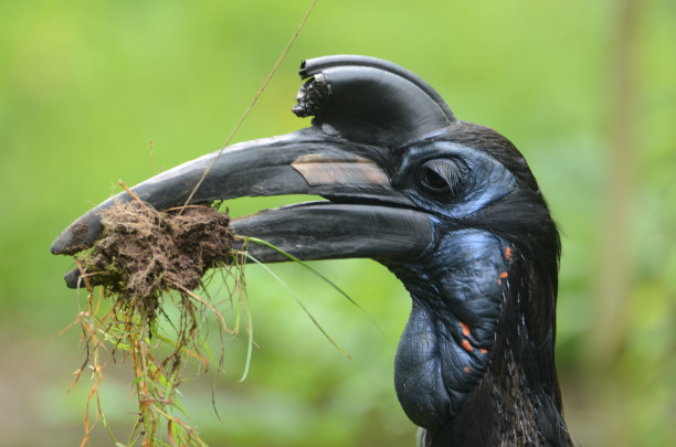 当喂食图片下载
