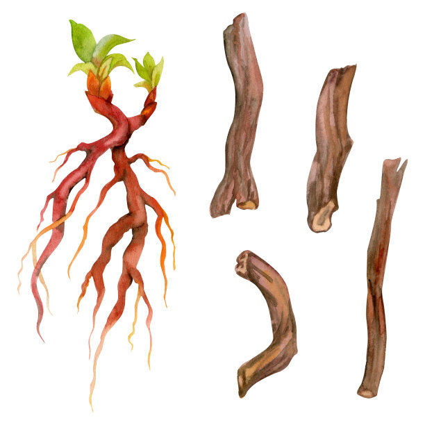 手绘水彩画茜草根，胭脂植物着色红色染料。爱好，手工织物。植物插图孤立对象在白色背景。商店标志，印刷品，网站，名片，小册子图片下载