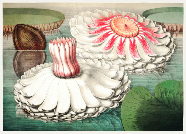 睡莲植物插图。维多利亚，美国的大睡莲。图片下载