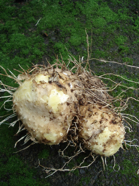 亚洲苦山药或毒山药(薯蓣属)及其树图片下载