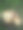 亚洲苦山药或毒山药(薯蓣属)及其树图片下载