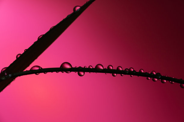 叶子上水滴的剪影图片下载