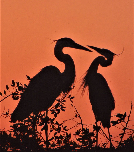 大蓝鹭-威尼斯鸦巢-威尼斯，佛罗里达图片下载