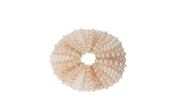 白色背景上孤立的海胆壳图片下载