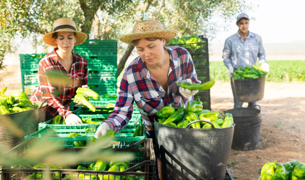 两个妇女在农场里把灯笼椒放在篮子和盒子里分类和堆叠图片下载