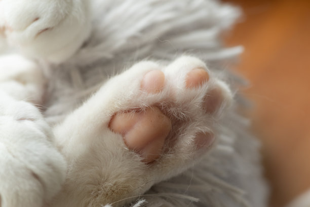 可爱的猫手图片下载