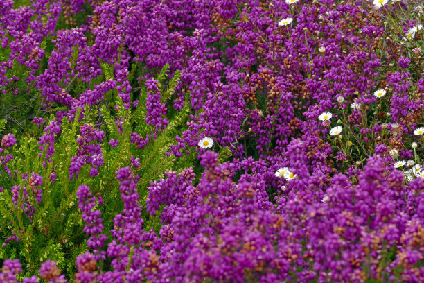 花鼠尾草多肉植物图片下载