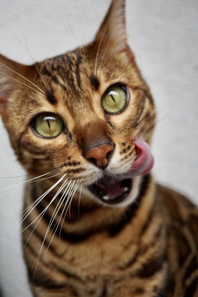 孟加拉猫是一种由亚洲豹猫(Prionailurus bengalensis)与家猫，特别是斑点埃及猫杂交而成的家养猫品种。图片下载