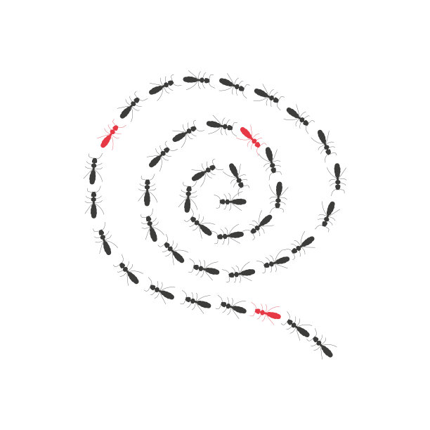 螺旋蚁径，昆虫寻找食物的路径图片下载