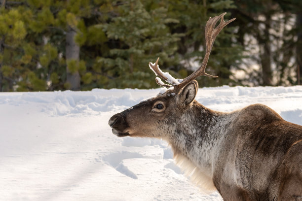 春冬时节的野生驯鹿，背景是雪图片下载