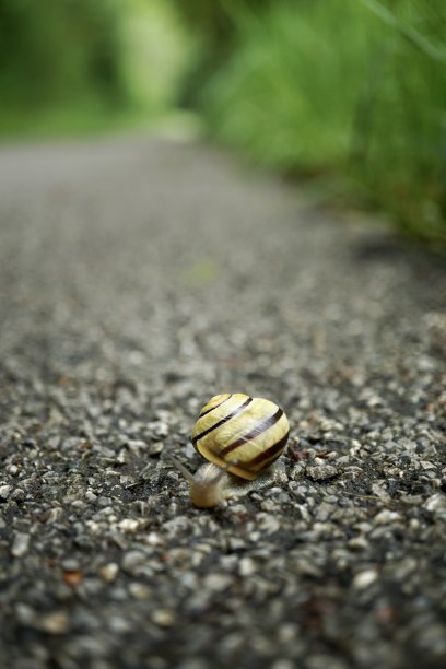 vindobonensis Caucasotachea vindobonensis是一种大型呼吸空气的陆地蜗牛，是螺蛳科陆生肺腹足类动物。图片下载