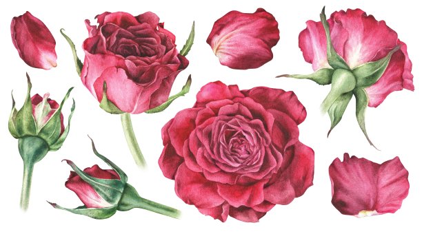 水彩植物插图。一束红玫瑰花蕾和花瓣。孤立在白色背景上。手绘花套装。设计贴纸，笔记本，制作婚礼请柬，贺卡图片下载