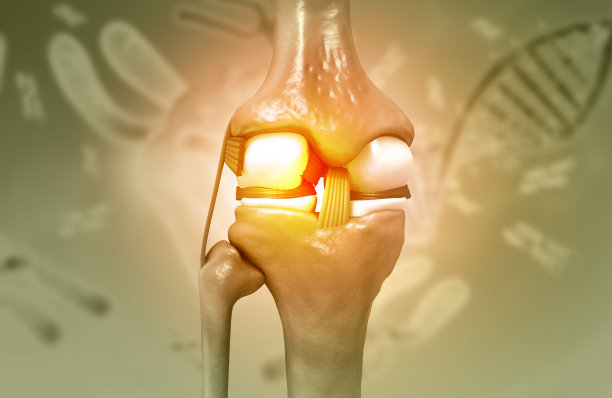 人体膝关节解剖图片下载