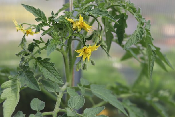 番茄茎上的花朵图片下载