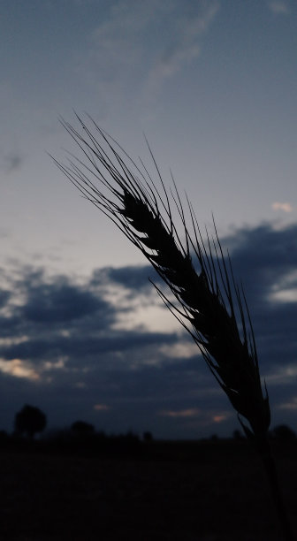 一穗小麦在傍晚时分图片下载