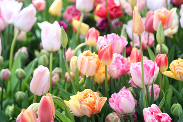 郁金香图片下载