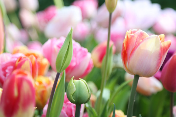 郁金香图片下载