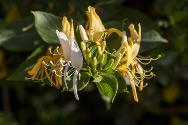 黄色和白色的金银花，金银花图片下载
