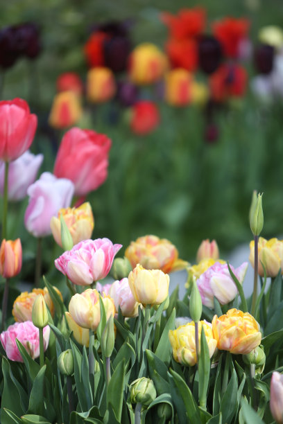 郁金香图片下载