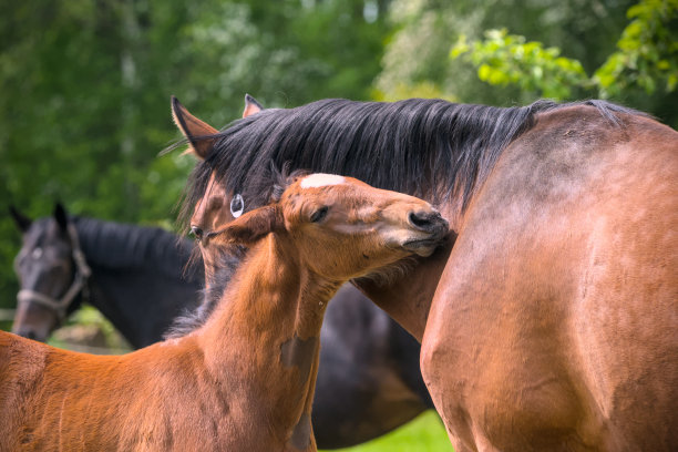 这是一匹漂亮的栗色小马驹和它的妈妈在草地上玩耍的照片图片下载