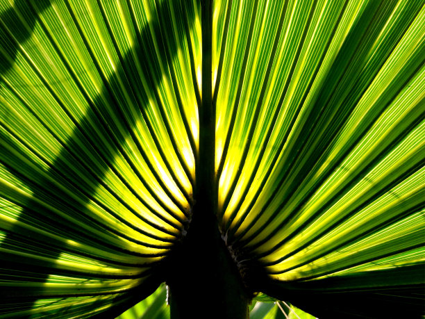 紫菜属植物叶子的绿色背景图片下载