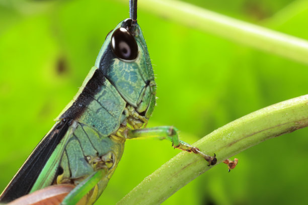 昆虫图片下载